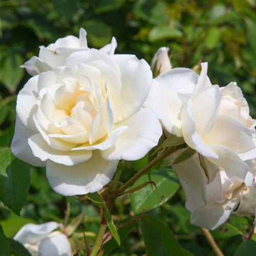 Rose White Symphony - Rosa White Symphony