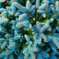 Stechfichte - Picea pungens maculata - Gartenpflanzen
