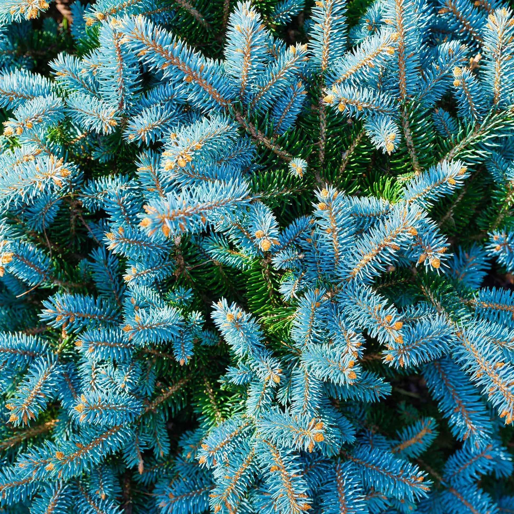 Stechfichte - Picea pungens maculata - Gartenpflanzen