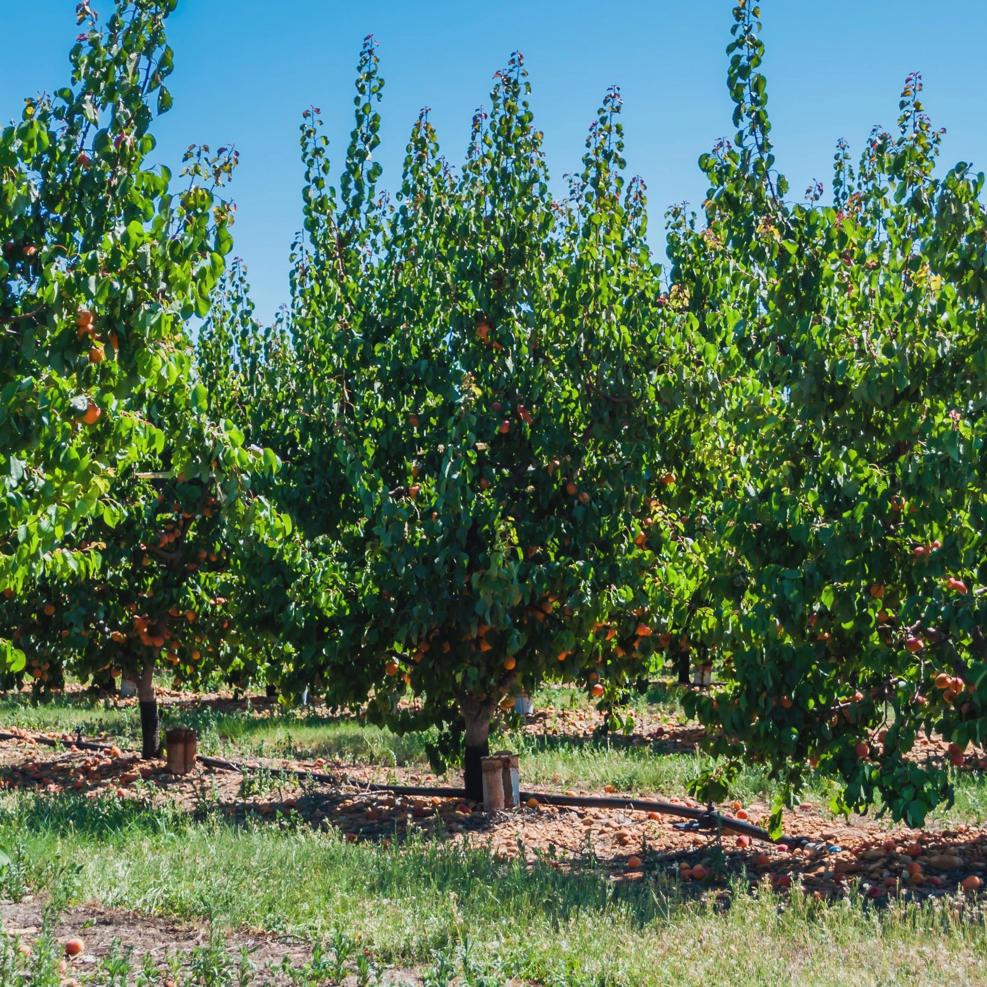 Aprikosenbaum Polonais - Prunus armeniaca polonais