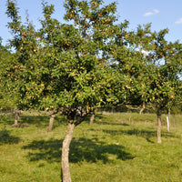 Pflaume Mirabelle von Nancy - Prunus domestica mirabelle de nancy