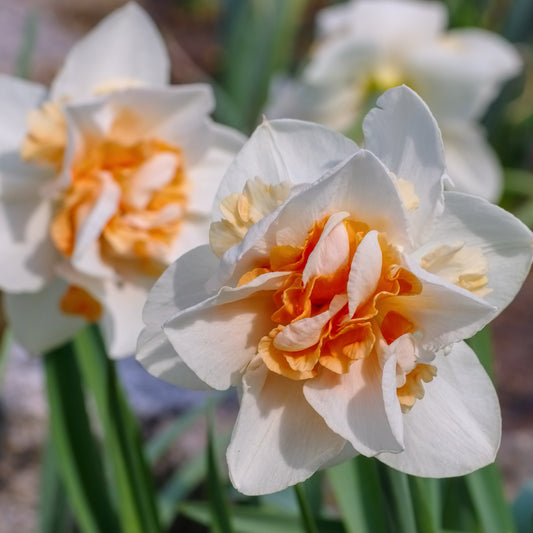 Gefüllte Narzissen 'Replete' (x10) - Narcissus replete - Blumenzwiebeln