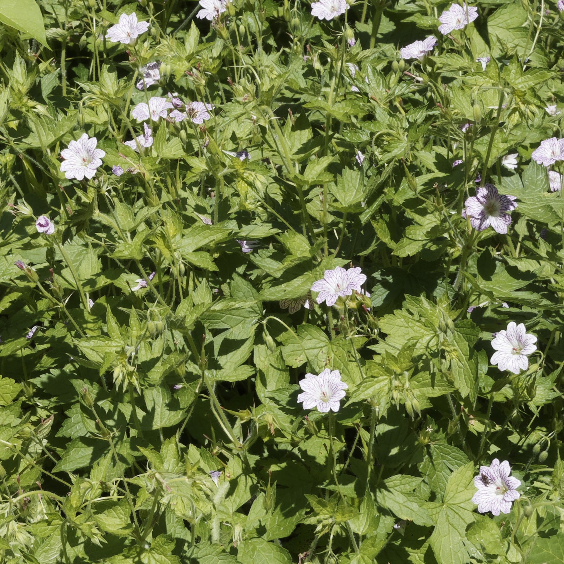 Mehrjährige Geranien Mischung (x9) - Geranium oxonianum katharine adèle , himalayense,