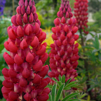 Rote Lupinen (x3) - Lupinus russell red - Gartenpflanzen