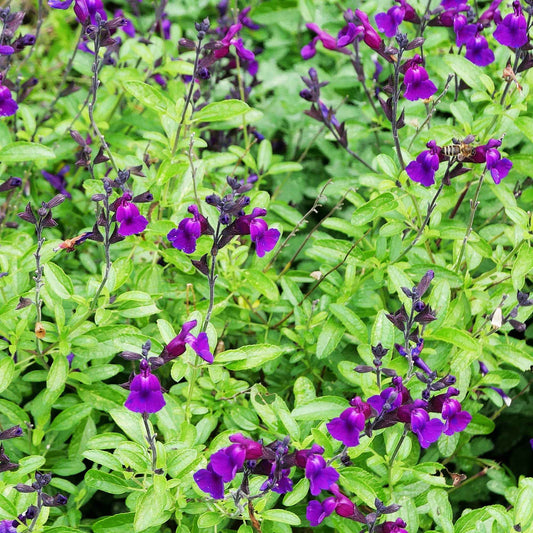 Salbei Violette de Loire ® - Salvia jamensis Violette de Loire ® Barsal - Gartenpflanzen