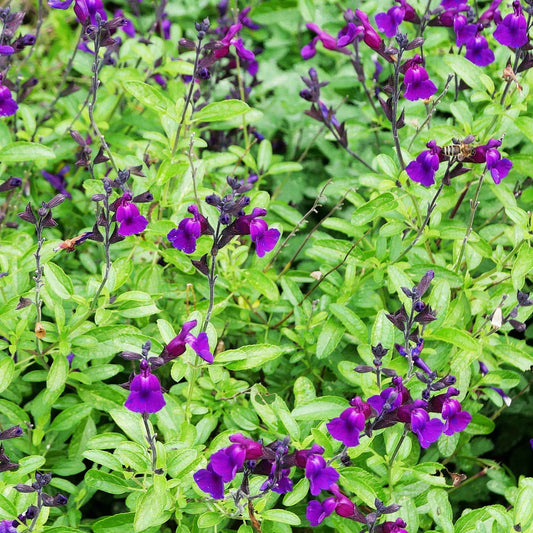 Salbei Violette de Loire ® - Bakker