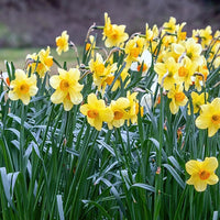 Narzisse 'Fortune' (x10) - Narcissus fortune - Blumenzwiebeln Frühlingsblüher