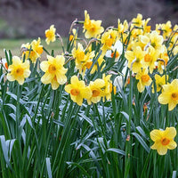 Monate Osterglocken Kollektio (x30) - Narcissus 'Fortune', 'Rijnveld Early Sensation', 'Actaea' - Bakker