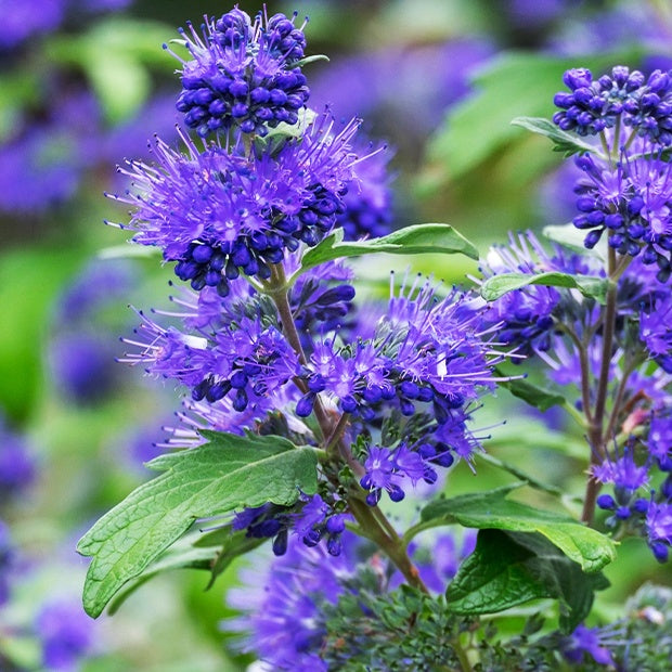 Bartblume Blauer Spatz - Caryopteris x clandonensis blauer spatz - Gartenpflanzen