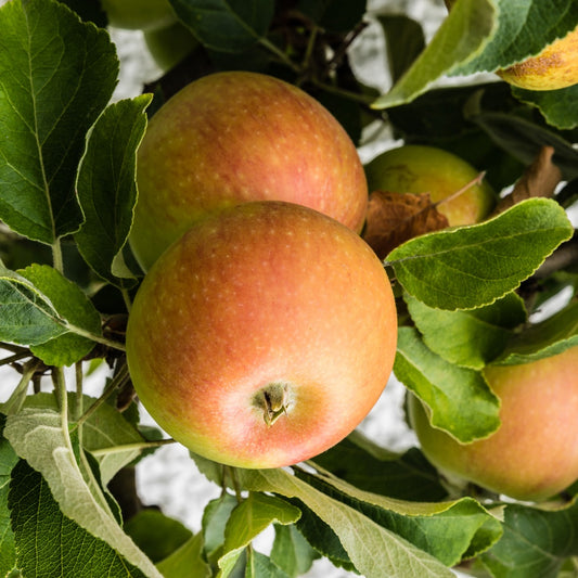 Apfelbaum Cox's Orange - Malus domestica cox's orange pippin - Obstbäume