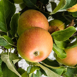 Apfelbaum Cox's Orange - Malus domestica cox's orange pippin - Obstbäume