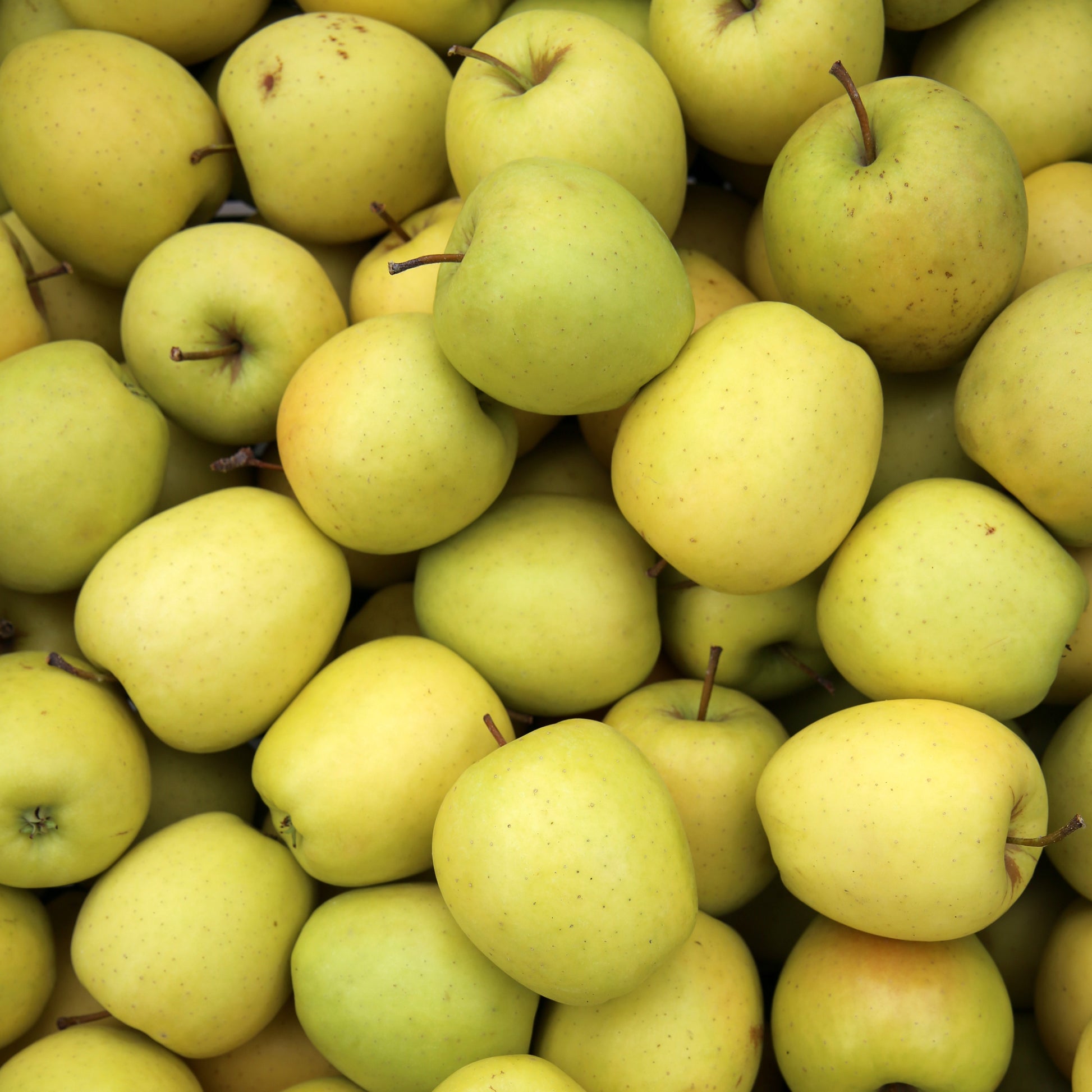 Apfelbaum Golden Delicious - Malus domestica Golden Delicious - Obst