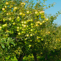 Apfelbaum Golden Delicious - Malus domestica Golden Delicious