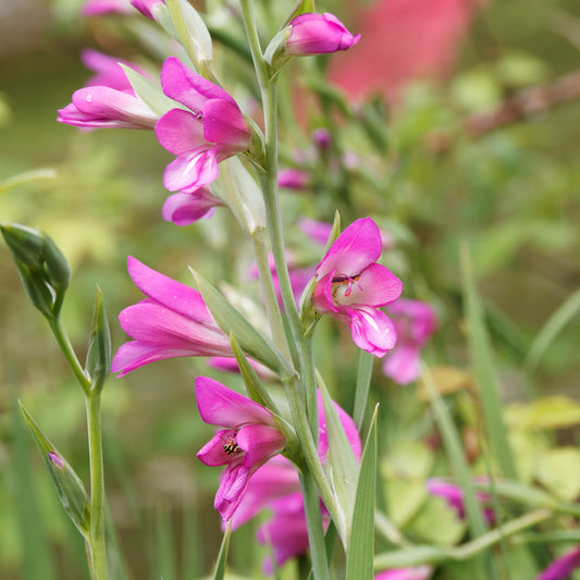 Byzantinische Gladiolen (x10) - Gladiolus byzantinus - Blumenzwiebeln Sommerblüher