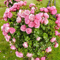 Englische Rose Her's Ausgreen ® - Rosa her's ausgreen ® (ausblush) - Pflanzensorten
