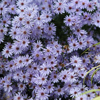 Herbstaster (x3) - Aster wood's light blue - Gartenpflanzen