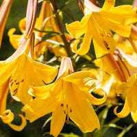 Trompeten Lilien Golden Splendour (x3) - Lilium golden splendour - Blumenzwiebeln