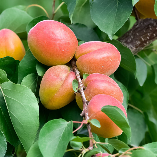 Aprikosenbaum Bergeron - Prunus armeniaca Bergeron - Obst