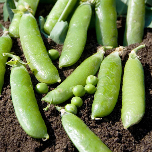 Erbse Téléphone nain - Pisum sativumtéléphone nain - Gemüsegarten