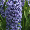 Hyazinthe 'Rembrandt' (x5) - Hyacinthus orientalis rembrandt ® - Blumenzwiebeln Frühlingsblüher