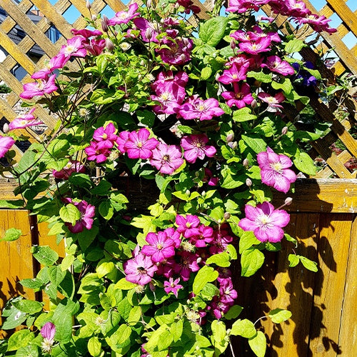 Waldrebe Ville de Lyon - Bakker