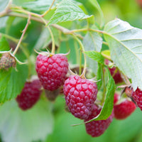 Himbeere Sumo 2 (x2) - Rubus idaeus sumo 2 - Kleine Obstbäume