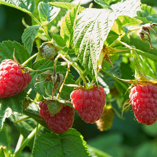 Remontant-Himbeeren Marastar ® COV MA29-20 - Rubus idaeus marastar ® cov ma29-20 - Kleine Obstbäume