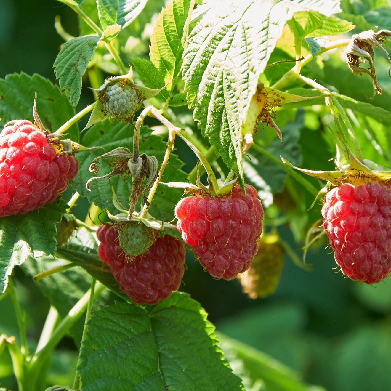 Himbeeren Mischung (2 Sumo 2, 2 FallGold, 2 Marastar) (x6) - Rubus idaeus marastar ®, sumo 2, fallgold - Obst