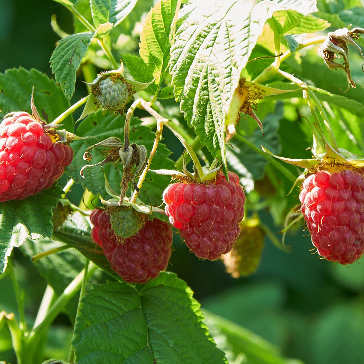 Himbeeren - Himbeer-Kollektion ‘Marastar’, ‘Fallgold’, ‘Sumo 2’ (x3) - Rubus idaeus Marastar ®, Sumo 2, Fallgold