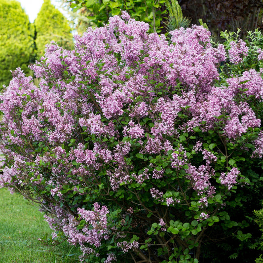 Zwergflieder Prinz Charming - Syringa microphylla prince charming - Sträucher und Stauden