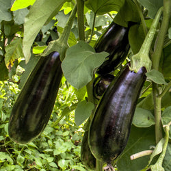 Aubergine Baluroi F1 Pflanzen - Bakker