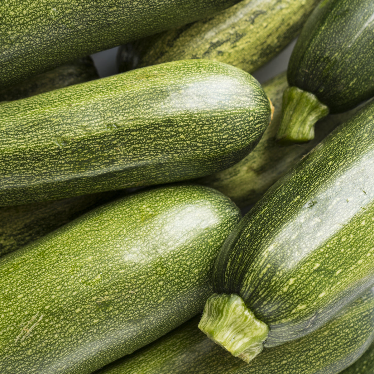 Zucchini Tarmino F1 - Cucurbita pepo Tarmino F1 - Bakker