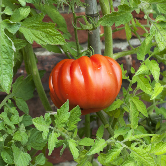 Tomaten Pflanze Coeur de Boeuf - Solanum lycopersicum coeur de boeuf - Gemüsegarten