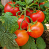 Tomate Premio F1 Pflanzen - Solanum lycopersicum premio f1 - Gemüsegarten