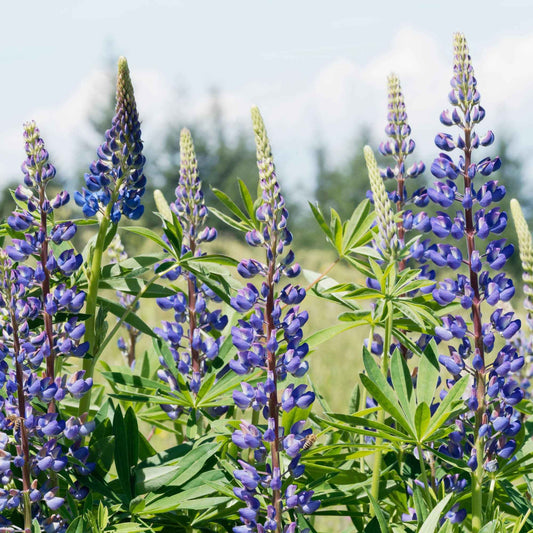 Blaue Lupinen (x3) - Bakker