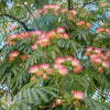 Rosa Seidenbaum - Albizia julibrissin rosea - Sträucher und Stauden