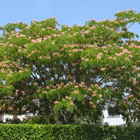 Rosa Seidenbaum - Albizia julibrissin rosea - Bäume