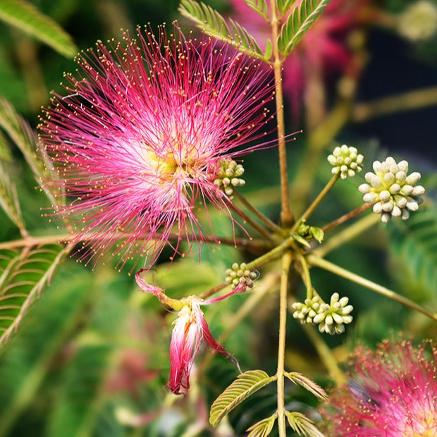 Rosa Seidenbaum - Albizia julibrissin rosea
