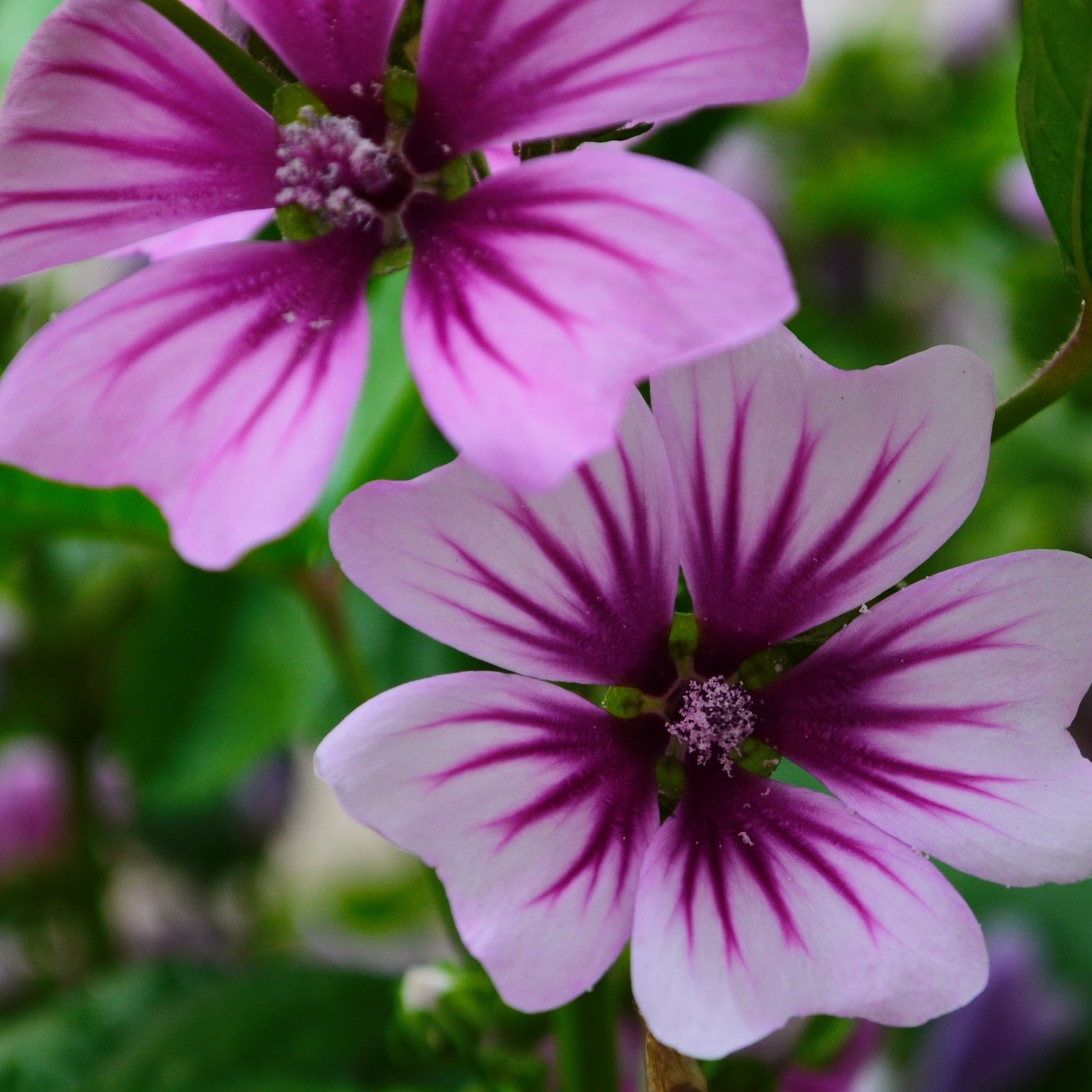 Wilde Malve Zebrina (x2) - Malva sylvestris zebrina - Sträucher und Stauden