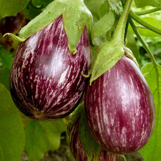 Aubergine Rania - Solanum melongena rania - Gemüsegarten