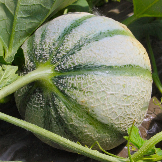 Zuckermelone Cezanne F1 Pflanze - Cucumis melo cezanne f1 - Gemüsegarten