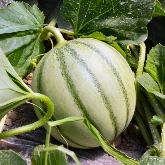 Zuckermelone Edgar F1 Pflanze - Cucumis melo edgar f1 - Gemüsegarten