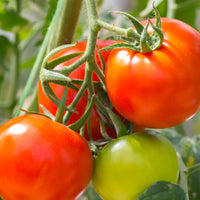 Tomate Montfavet F1 Pflanzen - Solanum lycopersicum montfavet f1 - Gemüsegarten
