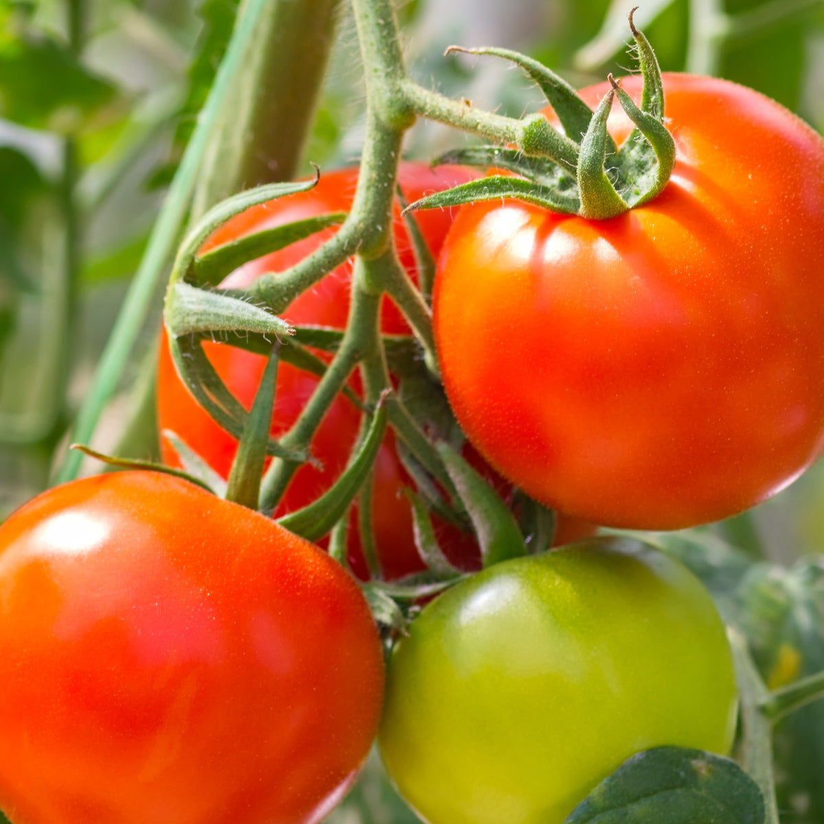 Tomate Montfavet F1 Pflanzen - Bakker