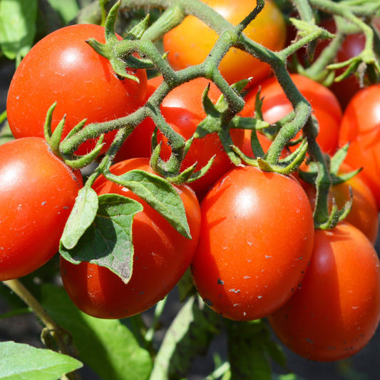 Tomate Olivette Roma Pflanzen - Solanum lycopersicum olivette roma - Gemüsegarten