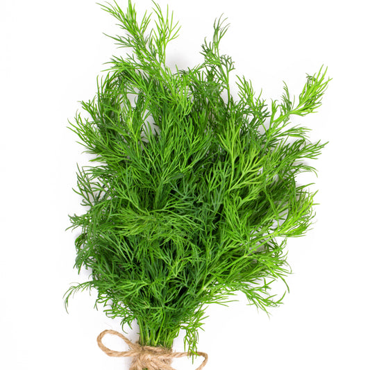 Dill Pflanze - Anethum graveolens - Gemüsegarten