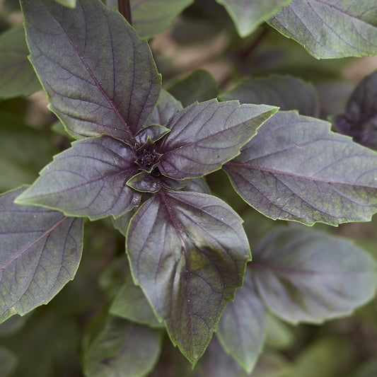 Purpur-Basilikum Pflanze - Ocimum basilicum purpurascens - Gemüsegarten