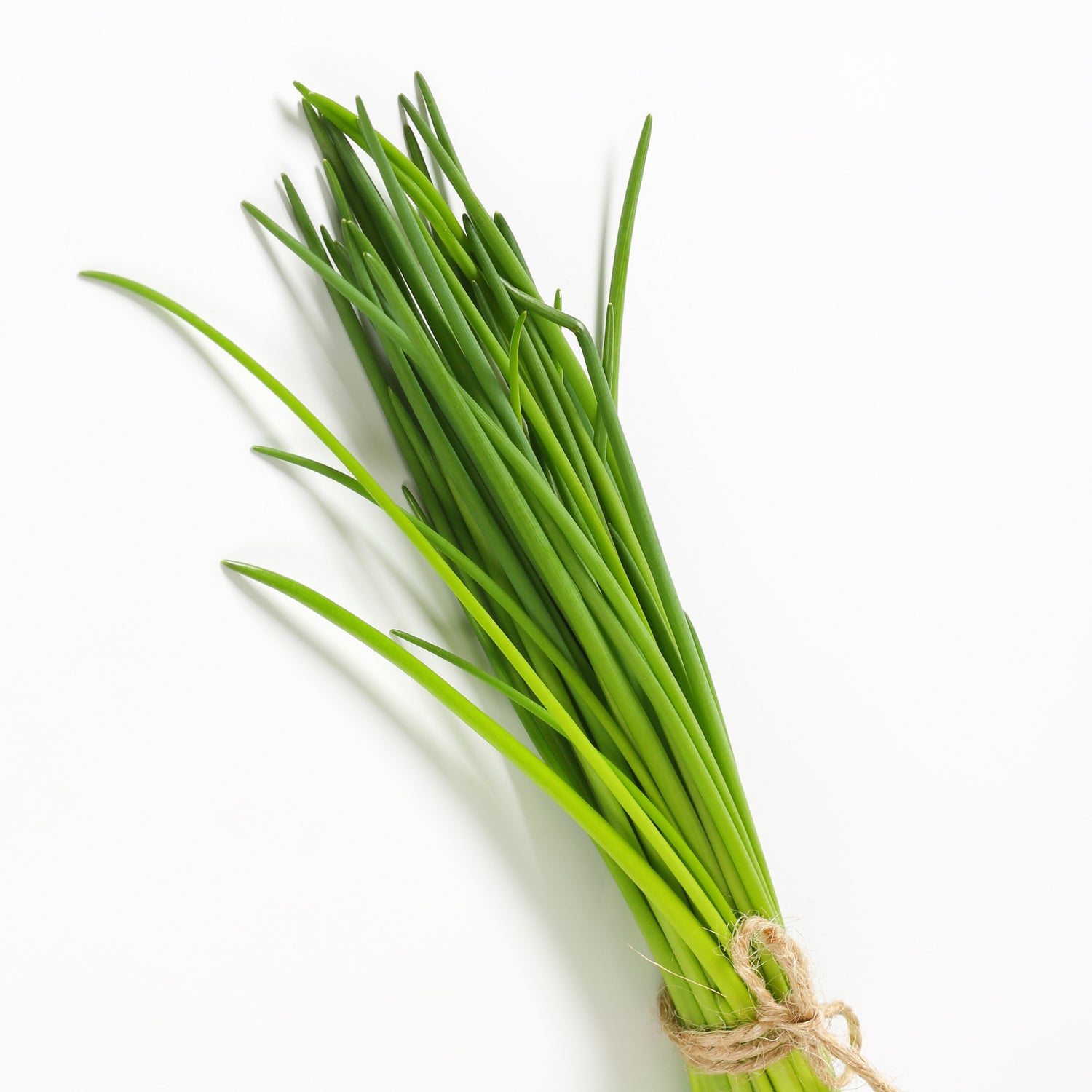 Allium schoenoprasum - Schnittlauch