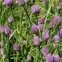Schnittlauch Pflanze - Allium schoenoprasum - Kräuter