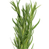 Estragon Pflanze - Artemisia dracunculus - Gemüsegarten